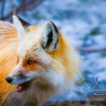 Private Yellowstone Journey from Gardiner, MT - Lamar Valley: The Heart of Wildlife Watching
