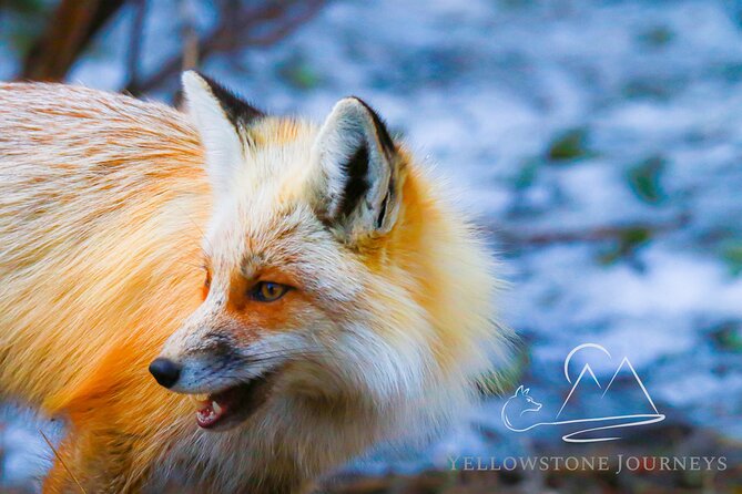 Private Yellowstone Journey from Gardiner, MT - Lamar Valley: The Heart of Wildlife Watching