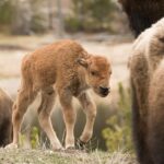 Private Yellowstone Wildlife Sightseeing Tour - Lamar Valley: The Heart of Wildlife Viewing