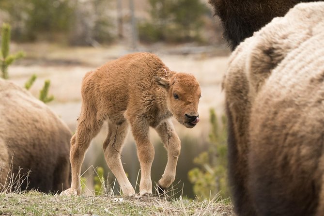 Private Yellowstone Wildlife Sightseeing Tour - Lamar Valley: The Heart of Wildlife Viewing