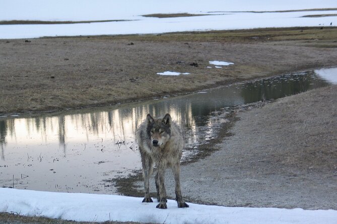 Private Yellowstone Wildlife Tour for Up to 10 Guests - Starting at Lamar Valley: The Serengeti of North America