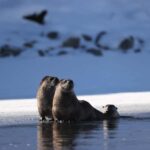 Private Yellowstone Winter Safari and Wolf Watching Tour - Exploring Mammoth Hot Springs on a Winter Walk