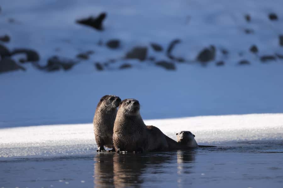 Private Yellowstone Winter Safari and Wolf Watching Tour - Exploring Mammoth Hot Springs on a Winter Walk