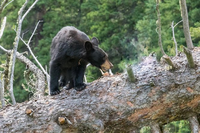 Private Yellowstone Wolf Watching & Wildlife Safari + lunch - Lamar Valley: The Serengeti of Yellowstone