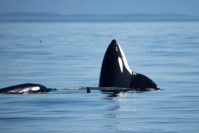 Private Zodiac Whale Watching Tour from Victoria - Starting Point and Group Size