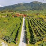Prosecco Wine Tasting. Visit Treviso. From Venice - Tasting and Light Lunch in the Vineyard Setting