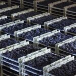 Prosecco Winery Tasting with Food Pairing near Venice - The Significance of the Ernest Hemingway Plaque