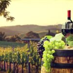 Provence Organic Wine Tasting Half Day Tour from Nice - Visiting the Saint-Jeannet Winery and Tasting Six Organic Wines
