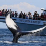 Provincetown: Whale Watching Cruise - Exploring Cape Cod Bay and Stellwagen Bank