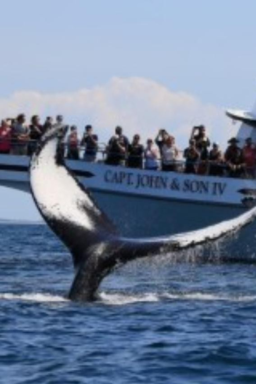 Provincetown: Whale Watching Cruise - Exploring Cape Cod Bay and Stellwagen Bank