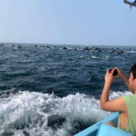Puerto Escondido: Boat Tour to see Dolphins and Marine Life - Marine Life: Dolphins, Turtles, and More