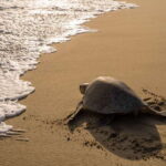Puerto Escondido: Turtle Release Experience - Logistics and Starting Point in Puerto Escondido