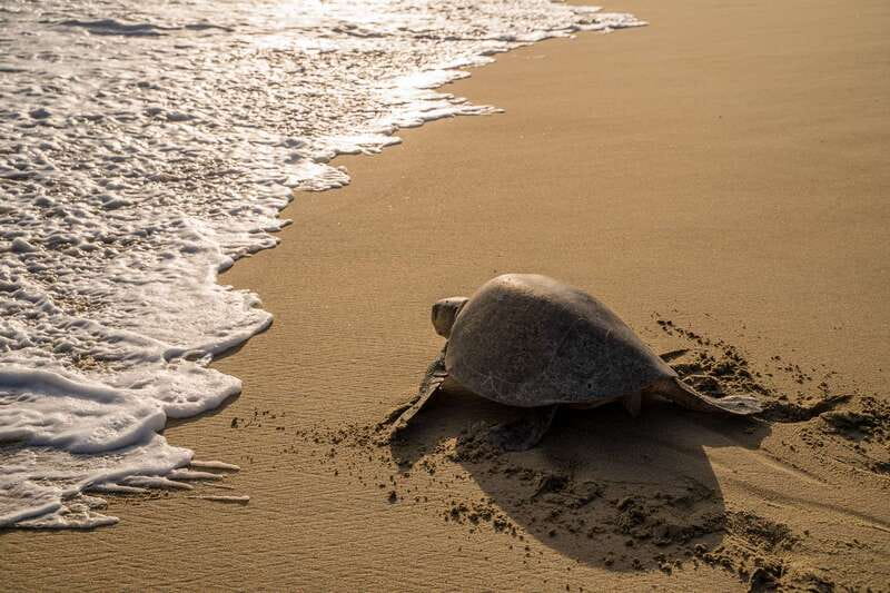 Puerto Escondido: Turtle Release Experience - Logistics and Starting Point in Puerto Escondido