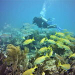 Puerto Morelos: Diving at the C56 Shipwreck - What Makes the Puerto Morelos Dive at the C56 Wreck Special?