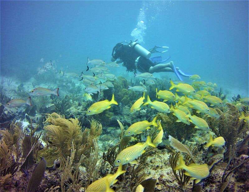 Puerto Morelos: Diving at the C56 Shipwreck - What Makes the Puerto Morelos Dive at the C56 Wreck Special?