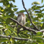 Puerto Morelos: Ruta de los Cenotes Birdwatching Tour - How the Tour Starts at the 7-Eleven Meeting Point
