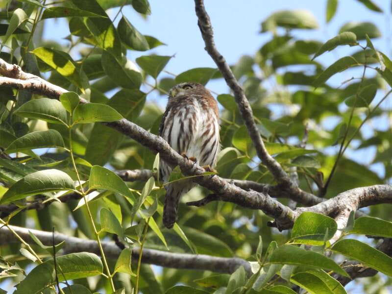 Puerto Morelos: Ruta de los Cenotes Birdwatching Tour - How the Tour Starts at the 7-Eleven Meeting Point