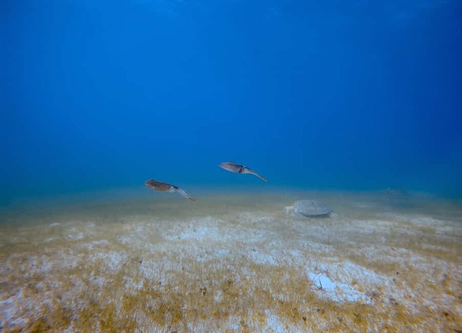 Puerto Morelos: Scuba Experience with Gear & Instructor - What Happens During the Training and Practice Sessions