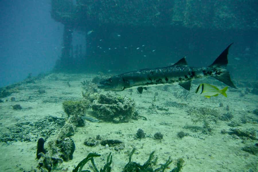 Puerto Morelos: Shipwreck and Reef Diving Tour - Meeting at the Dive Center Scuba Kraken in Puerto Morelos