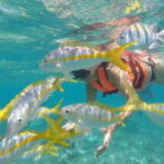 Puerto Morelos: Snorkeling at The National Reef Park - Starting Point at Crazy Fish Tacos in Puerto Morelos