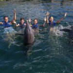 Puerto Morelos: Swim with Dolphins - Meeting Point in Puerto Morelos Marina at Hotel El Cid