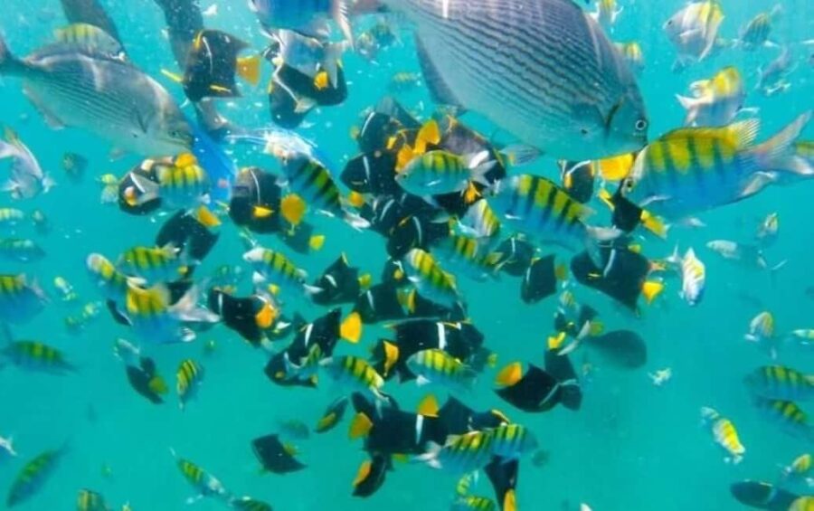 Puerto Vallarta: Beach Boy Los Arcos, Animas and Quimixto - Starting Point and Tour Logistics in Puerto Vallarta