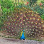 Puerto Vallarta: Botanical Garden & Tequila Tasting Tour - Personal Encounters with Wildlife and Birds