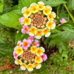 Puerto Vallarta: Botanical Garden Walking Tour - Tequila Tasting and Water Activities in a Scenic Setting