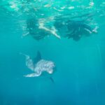Puerto Vallarta: Dolphin Royal Connection & Water Park Pass - The Dolphin Encounter: Marine Mammal Activities and Observation