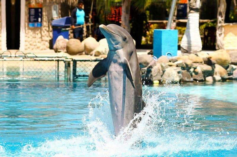 Puerto Vallarta: Dolphin Royal Swim at Aquaventuras Park - Access to Aquaventuras Water Park for a Full Day of Thrills