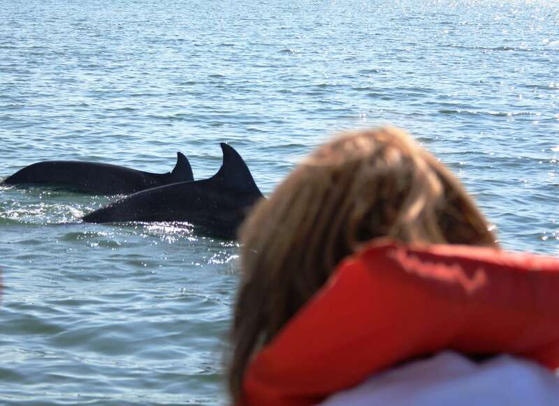 Puerto Vallarta: Dolphin Watching Cruise with a Biologist - Starting Point at Ecotours de México in Marina Vallarta