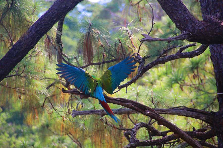 Puerto Vallarta: Guided Tour to the Macaw Sanctuary - The Beauty of the Mountain Drive