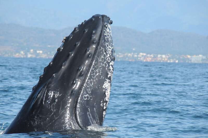 Puerto Vallarta: Humpback Whale Research Adventure Tour - Starting Point at Ecotours Vallarta Office