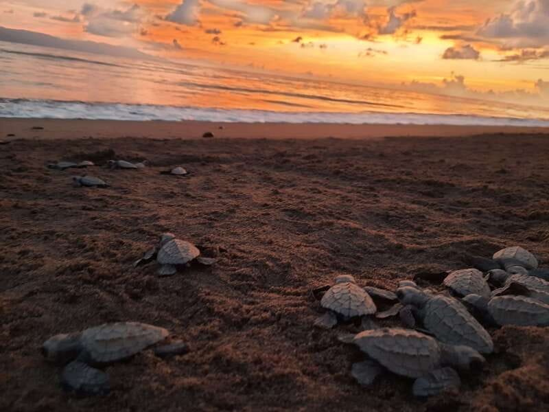 Puerto Vallarta: Sea turtle release at Sunset - Starting Point and Transportation in Puerto Vallarta