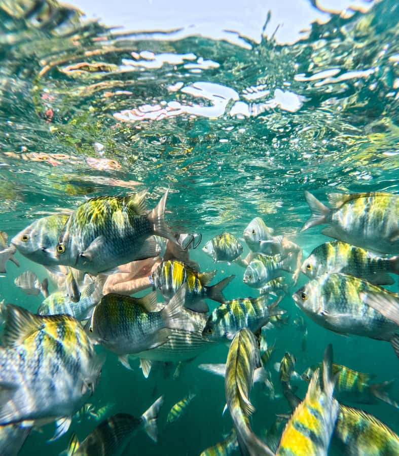 Puerto Vallarta: Snorkel With Tropical Fishes & Canopy Tour - Starting the Journey: From the South Shore to Majahuitas Beach