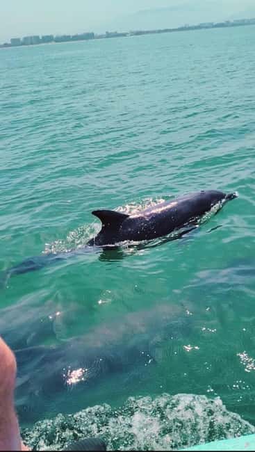 Puerto Vallarta: Swim and Paddle Board with Wild Dolphins - Starting from the Marina Vallarta or Nearby Locations