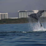 Puerto Vallarta: Whale watching - Starting Point in Puerto Vallarta: Easy Access and Flexibility