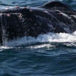 Puerto Vallarta: Whale Watching Adventure Tour - Navigating Banderas Bay for Whale Sightings
