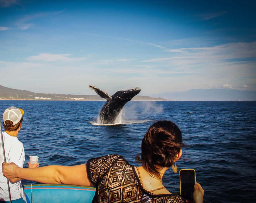Puerto Vallarta: Whale Watching All Inclusive Experience - Starting Point and Departure Details