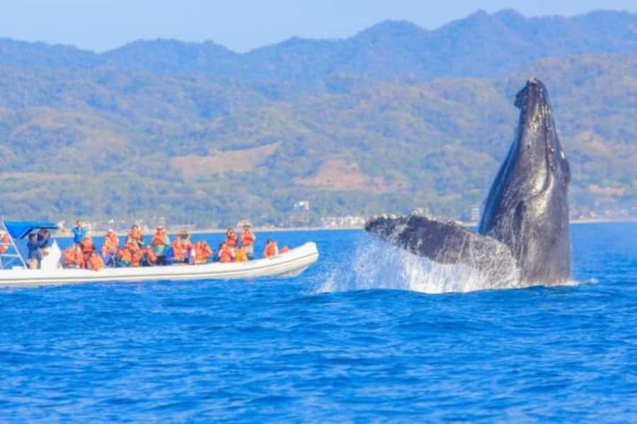 Puerto Vallarta Whale Watching by Speedboat Tour - Scenic Views of Puerto Vallarta’s Coastline