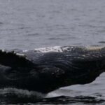 Puerto Vallarta: Whale Watching Encounter - Starting Point and Tour Duration in Puerto Vallarta