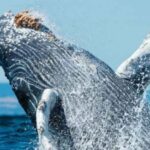 Puerto Vallarta: Whale Watching on Catamaran - Starting Point and Duration of the Whale Watching Tour