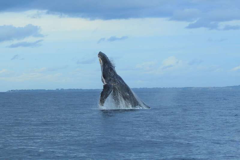 Puerto Vallarta: Whale Watching Photo Safari - Exploring Banderas Bay’s Whale Breeding Grounds