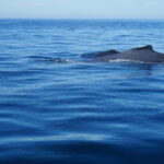 Puerto Vallarta: Whale Watching with Guide - What the Whale Watching Experience Looks Like