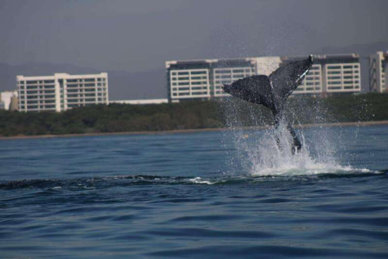 Puerto Vallarta: Whale watching - Starting Point in Puerto Vallarta: Easy Access and Flexibility
