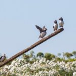 Puffin Cruise with Expert Tour Guide from Reykjavik - Starting Point and How to Join the Puffin Cruise