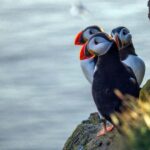 Puffin Explorer - Private Orkney Half-day Tour - Explore the Wild Side of Orkney with the Puffin Explorer Private Tour