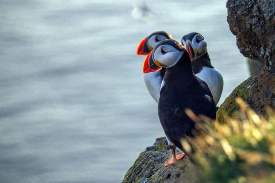 Puffin Explorer - Private Orkney Half-day Tour - Explore the Wild Side of Orkney with the Puffin Explorer Private Tour