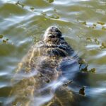 Punta Gorda / Boca Grande Pass : Eco Boat Tour - The Route through Boca Grande Pass