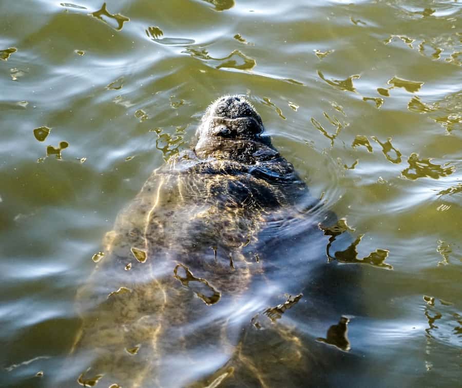 Punta Gorda / Boca Grande Pass : Eco Boat Tour - The Route through Boca Grande Pass
